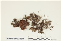 藏品(砂苔屬)的圖片